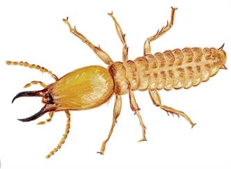 รู้จักปลวก (Termite) ศัตรูสำคัญของบ้าน
