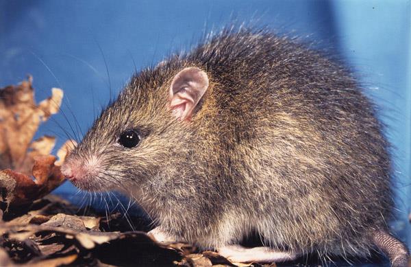 หนู (Rat) ศัตรูสำคัญของมนุษย์ หนู (Rat) ศัตรูสำคัญของมนุษย์