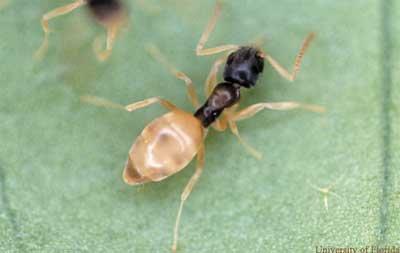 วิธีการควบคุมกำจัดมด (Ant) วิธีการควบคุมกำจัดมด (Ant)
