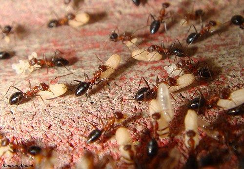 วิธีการควบคุมกำจัดมด (Ant)