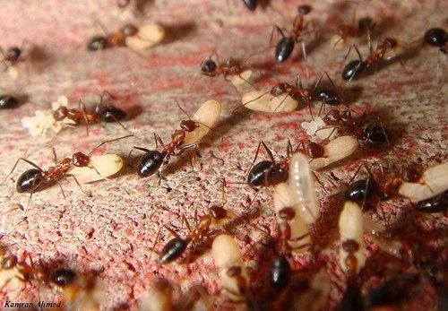 วิธีการควบคุมกำจัดมด (Ant) วิธีการควบคุมกำจัดมด (Ant)