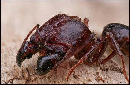 วิธีการควบคุมกำจัดมด (Ant) วิธีการควบคุมกำจัดมด (Ant)