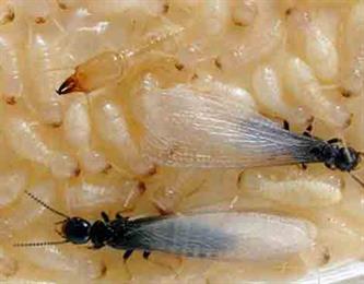 รู้จักปลวก (Termite) ศัตรูสำคัญของบ้าน