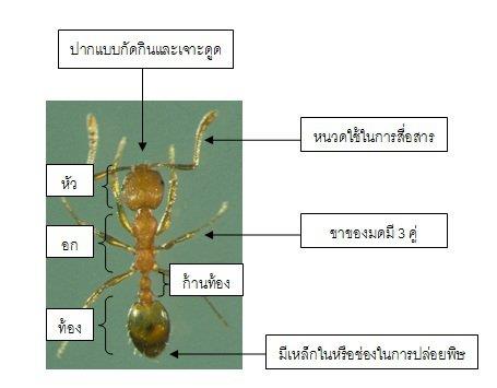 วิธีการควบคุมกำจัดมด (Ant)