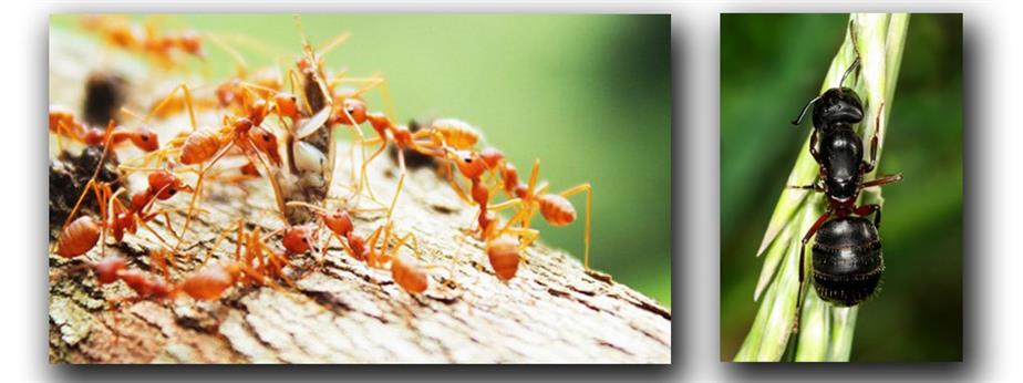 วิธีการควบคุมกำจัดมด (Ant) วิธีการควบคุมกำจัดมด (Ant)