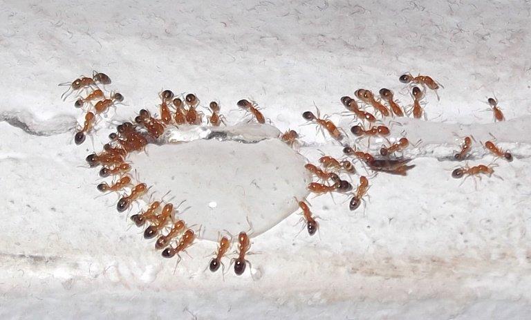วิธีการควบคุมกำจัดมด (Ant) วิธีการควบคุมกำจัดมด (Ant)